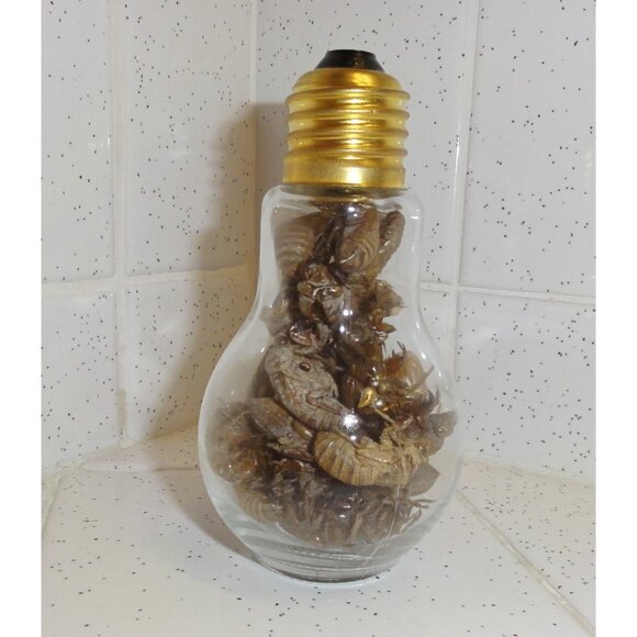 Glass Lightbulb Jar full of 27 Cicada Skins oddity curiosity goth taxidermy - Picture 13 of 16